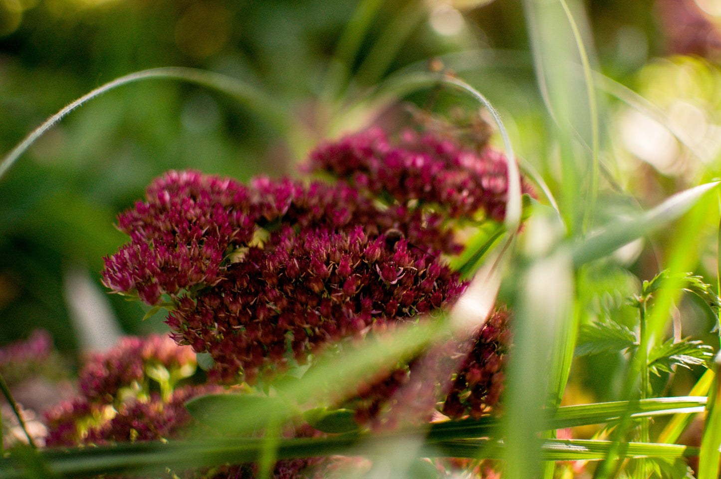 Celosia Scarlet Plume Seeds – Celosia plumosa - SHOP SEEDS