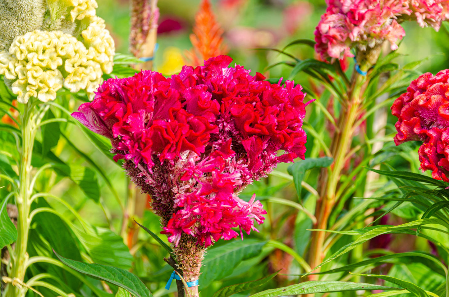 Celosia Scarlet Plume Seeds – Celosia plumosa - SHOP SEEDS