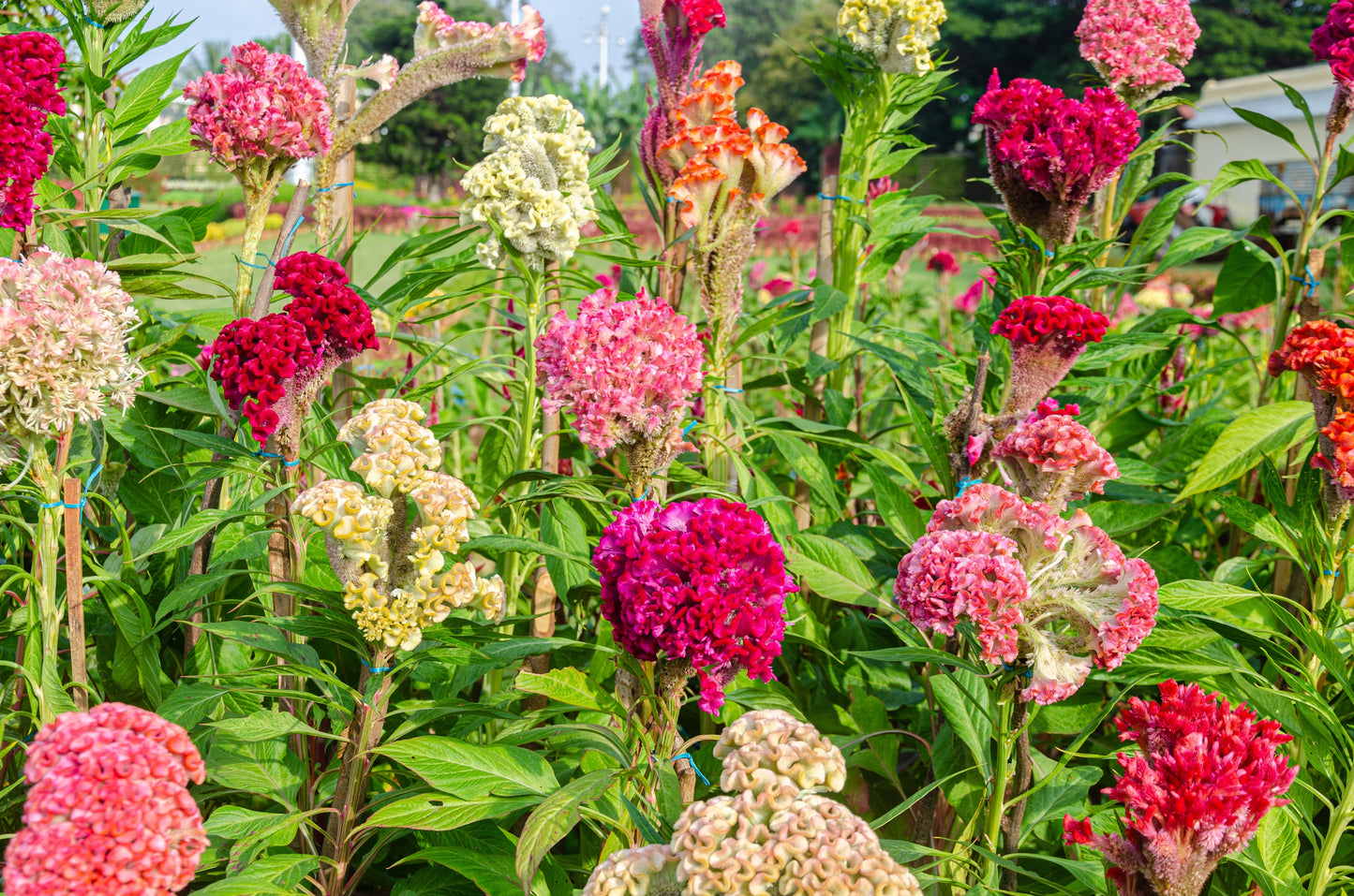 Celosia Scarlet Plume Seeds – Celosia plumosa - SHOP SEEDS