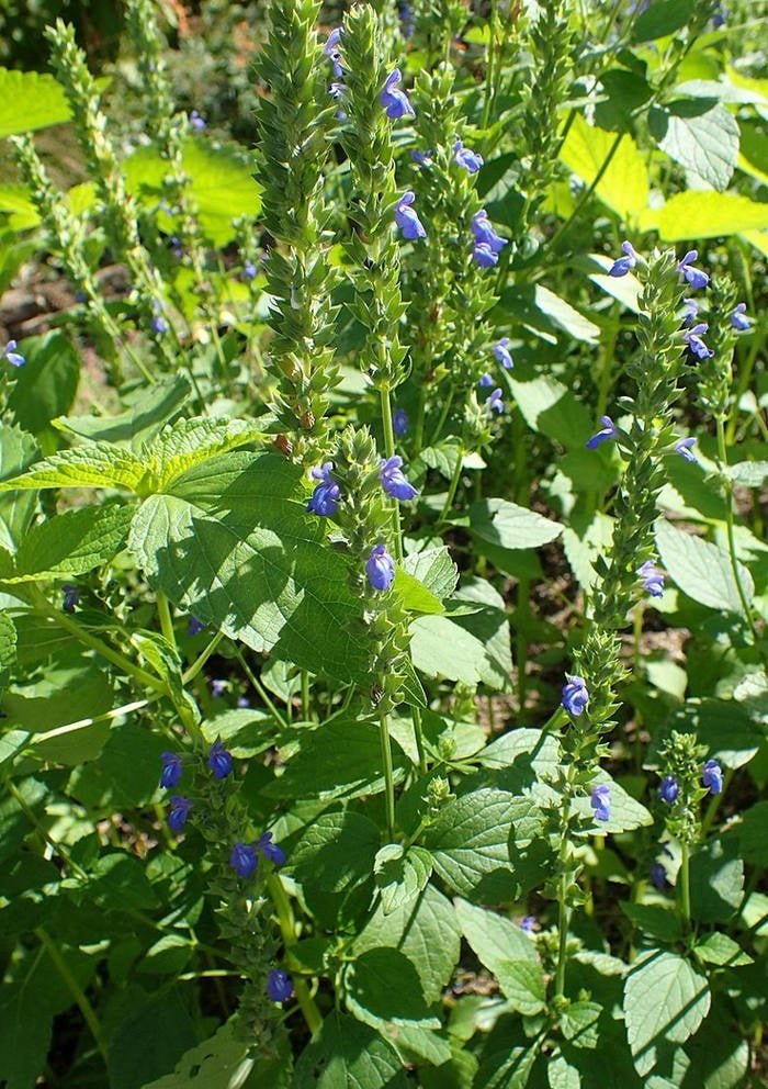 Chia Black Plant Seeds – Salvia hispanica - SHOP SEEDS