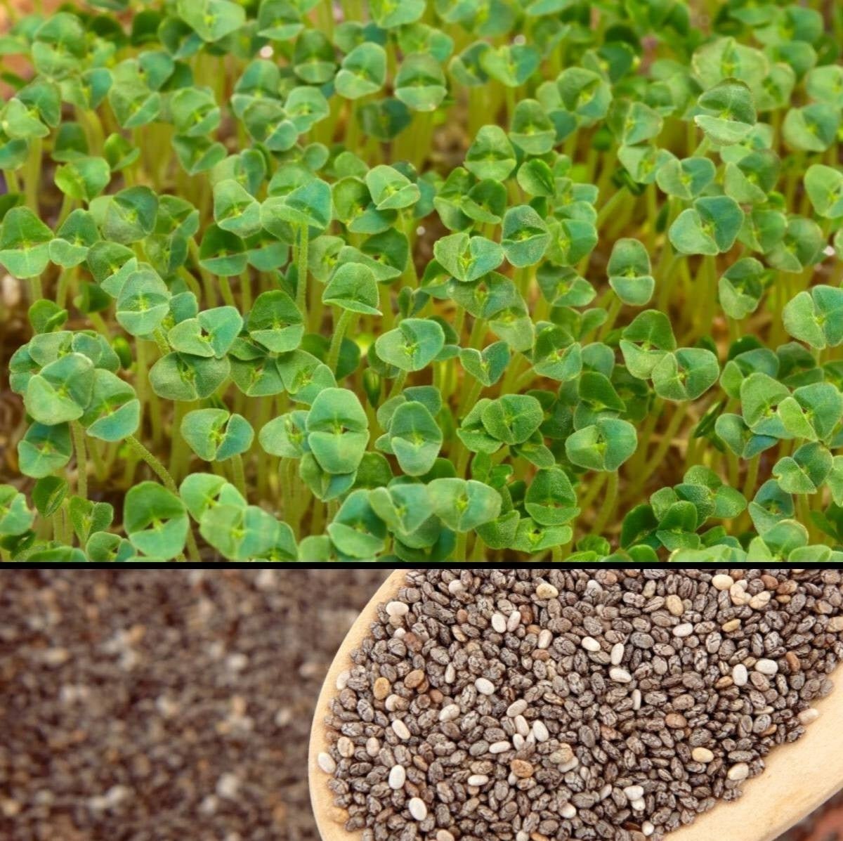 Chia Black Plant Seeds – Salvia hispanica - SHOP SEEDS