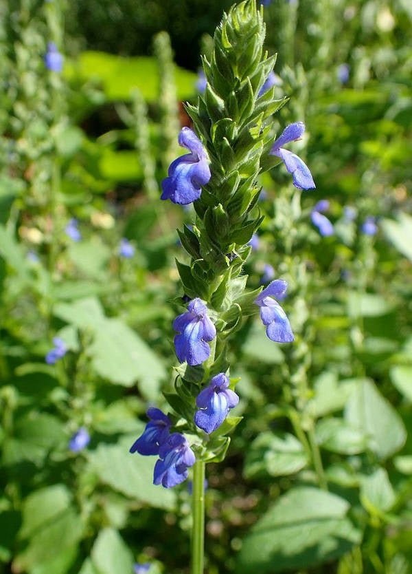 Chia Black Plant Seeds – Salvia hispanica - SHOP SEEDS