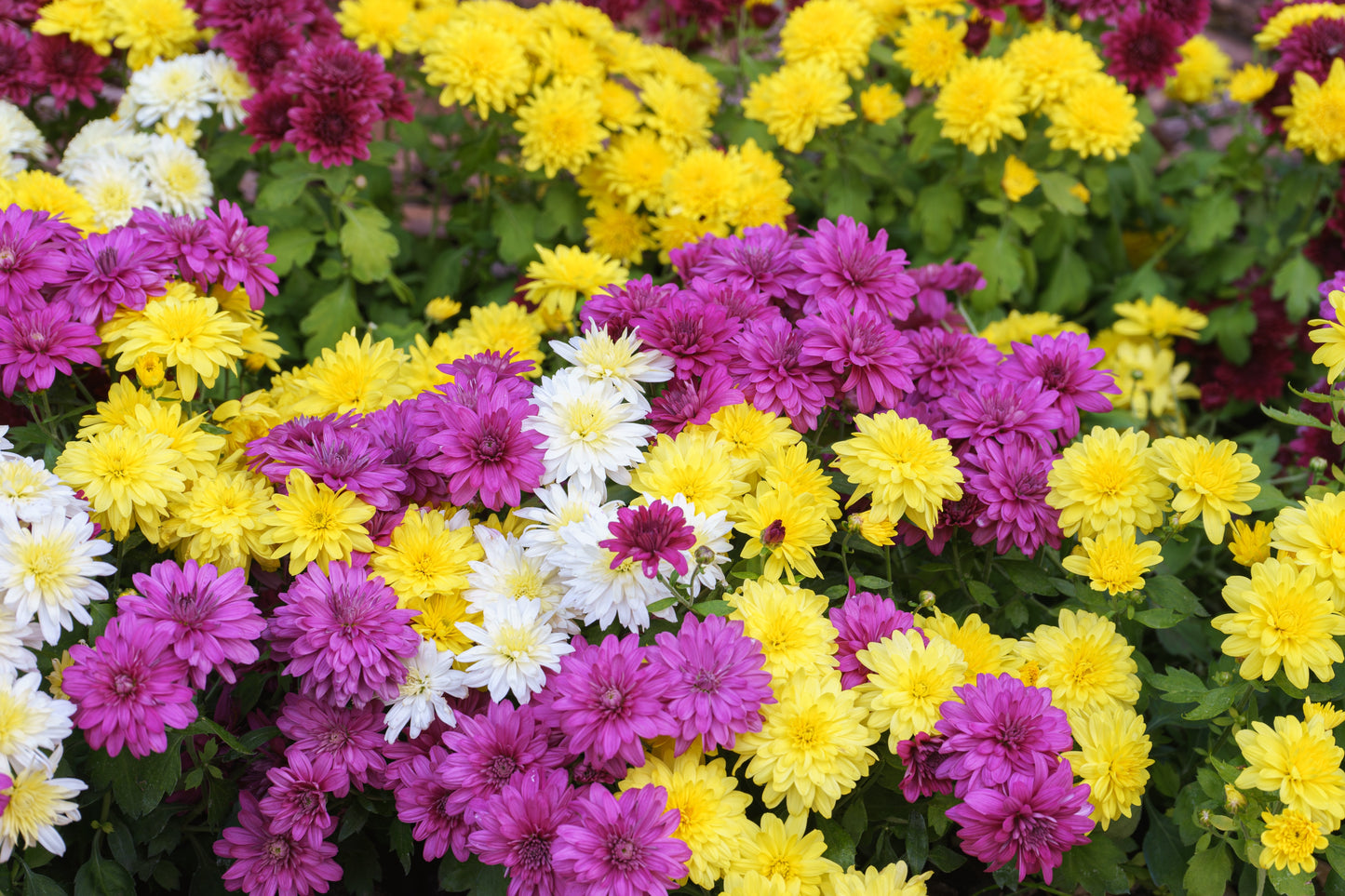 Chrysanthemum Rainbow Mix Seeds – Chrysanthemum carinatum - SHOP SEEDS