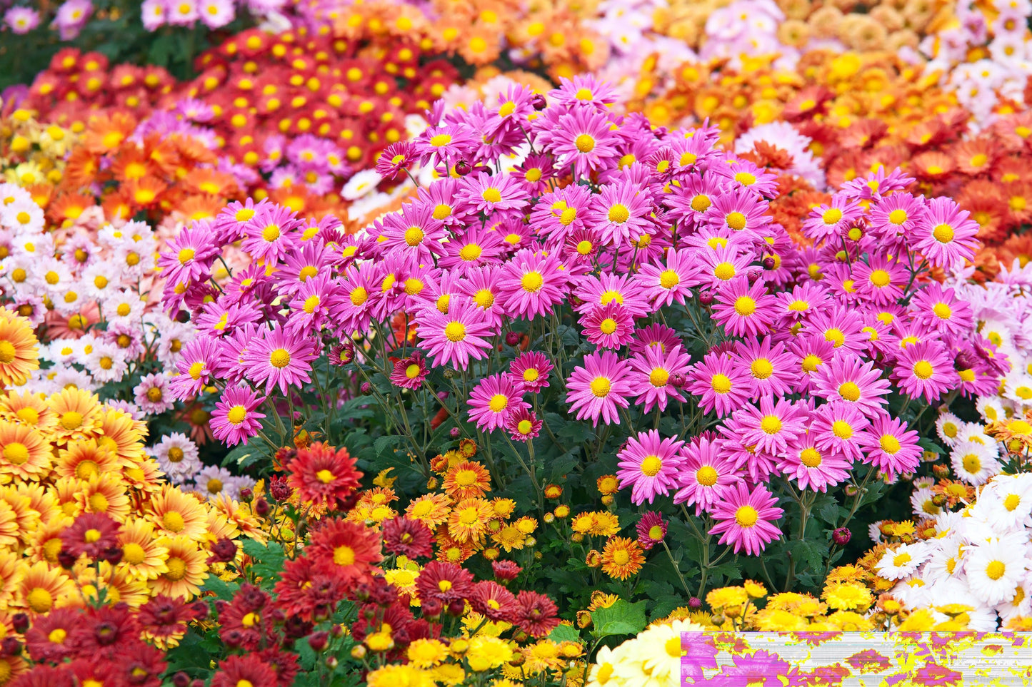 Chrysanthemum Rainbow Mix Seeds – Chrysanthemum carinatum - SHOP SEEDS