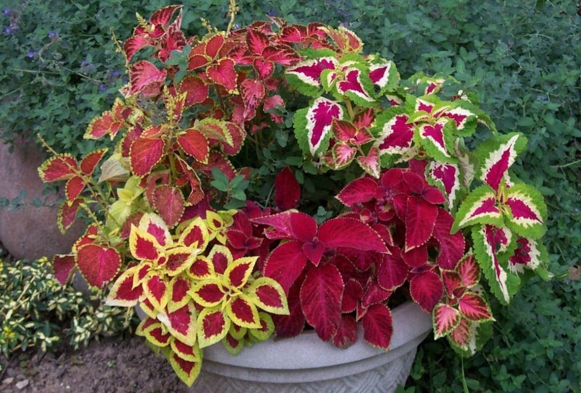 Coleus Rainbow Mixed Seeds – Plectranthus scutellarioides - SHOP SEEDS