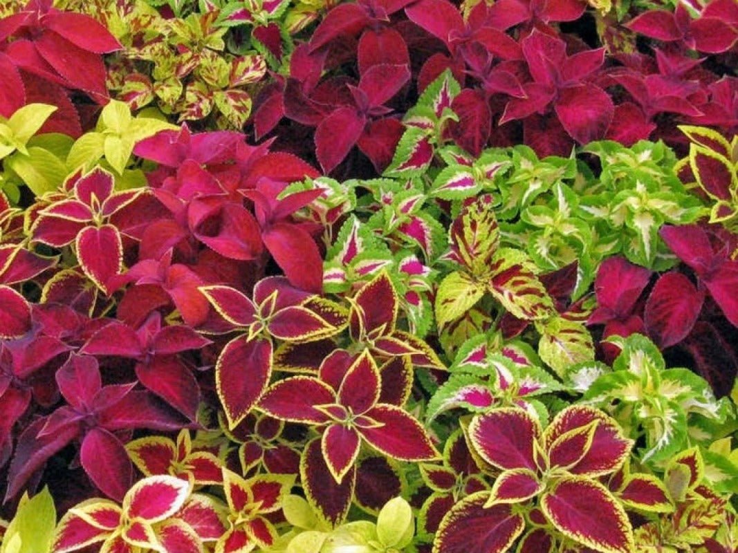 Coleus Rainbow Mixed Seeds – Plectranthus scutellarioides - SHOP SEEDS