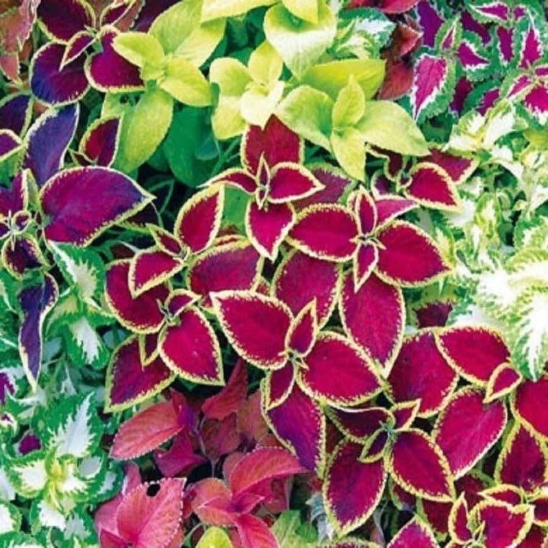 Coleus Rainbow Mixed Seeds – Plectranthus scutellarioides - SHOP SEEDS