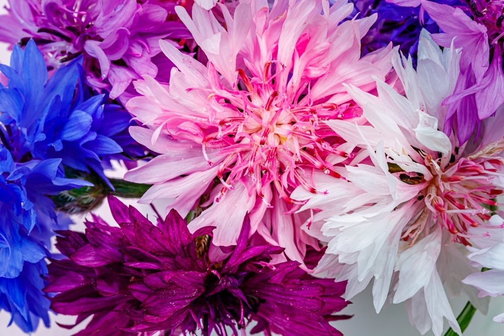 Cornflower Polka Dot Mix Seeds – Centaurea cyanus - SHOP SEEDS