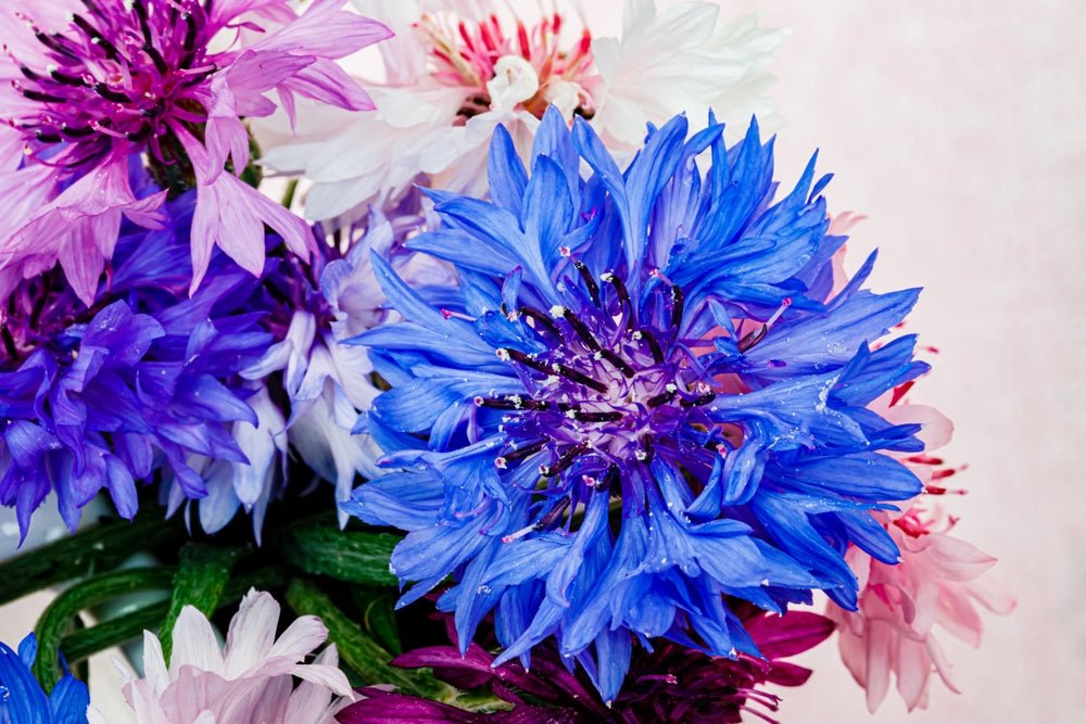 Cornflower Polka Dot Mix Seeds – Centaurea cyanus - SHOP SEEDS