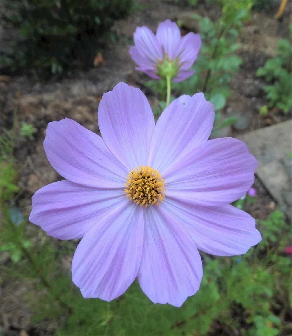Cosmos Sensation Mix Flower Seeds – Cosmos bipinnatus - SHOP SEEDS