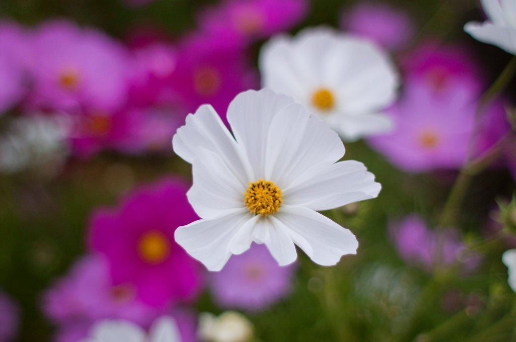 Cosmos Sensation Mix Flower Seeds – Cosmos bipinnatus - SHOP SEEDS