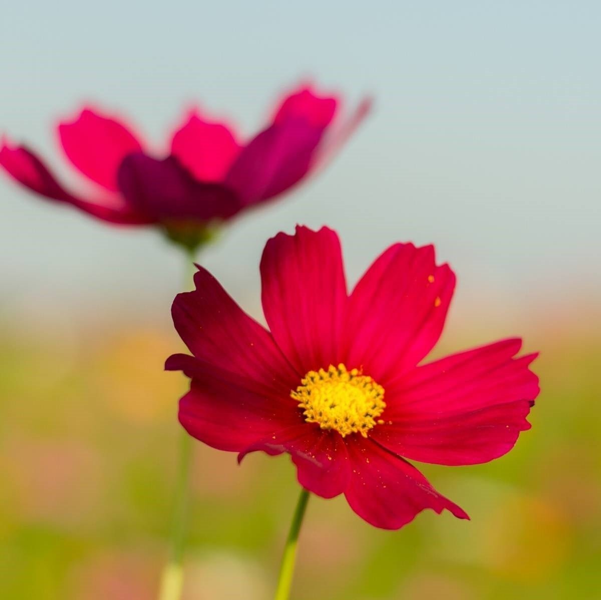 Cosmos Sensation Mix Flower Seeds – Cosmos bipinnatus - SHOP SEEDS