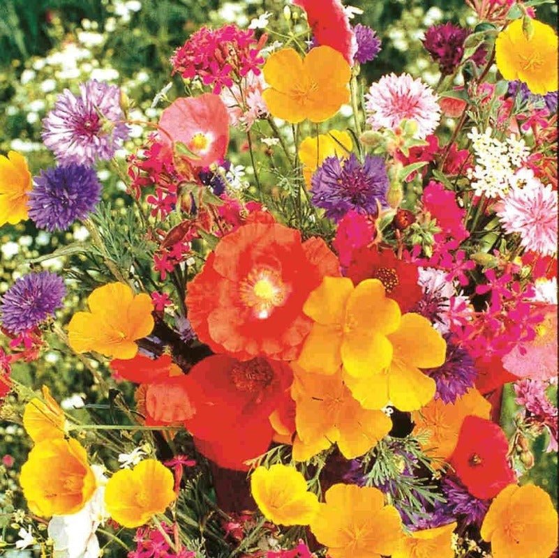 Cottage Garden Mixed Flower Seeds – Mixed Varieties - SHOP SEEDS