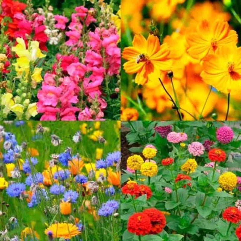 Cottage Garden Mixed Flower Seeds – Mixed Varieties - SHOP SEEDS