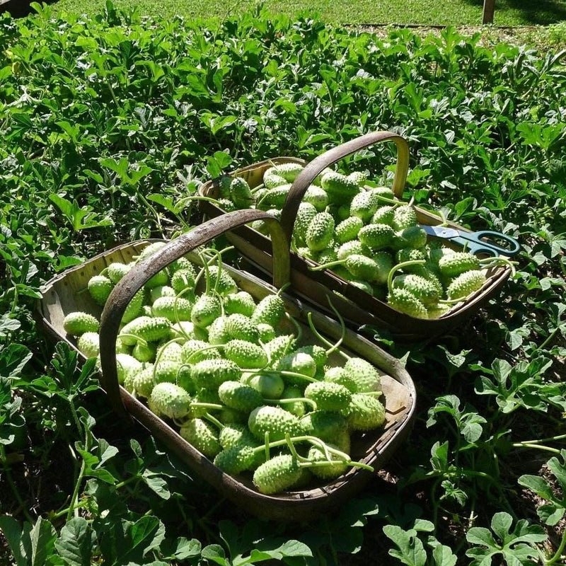 Cucumber West Indian Gherkin Seeds – Cucumis anguria - SHOP SEEDS