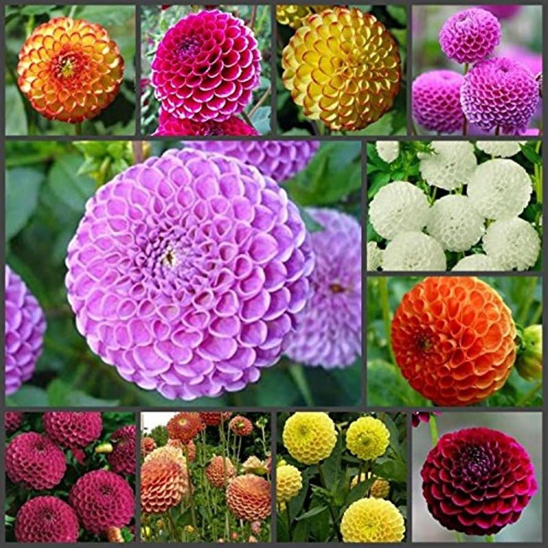 Dahlia Pompon Mix Seeds – Dahlia x cultorum - SHOP SEEDS