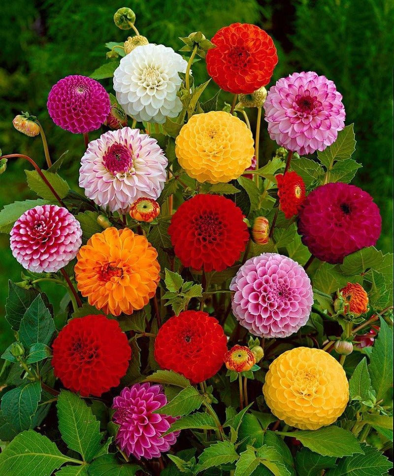 Dahlia Pompon Mix Seeds – Dahlia x cultorum - SHOP SEEDS
