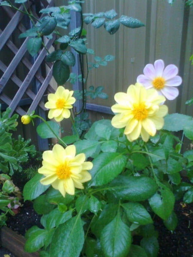 Dahlia Unwins Bedding Mix Seeds – Dahlia variabilis - SHOP SEEDS