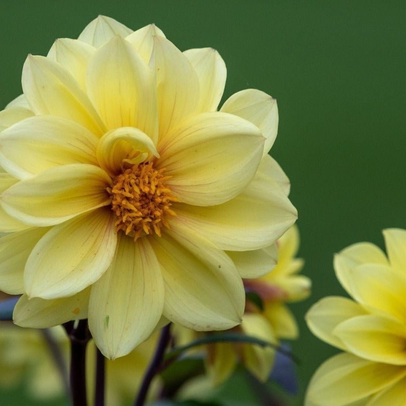 Dahlia Unwins Bedding Mix Seeds – Dahlia variabilis - SHOP SEEDS