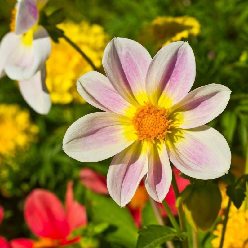 Dahlia Unwins Bedding Mix Seeds – Dahlia variabilis - SHOP SEEDS