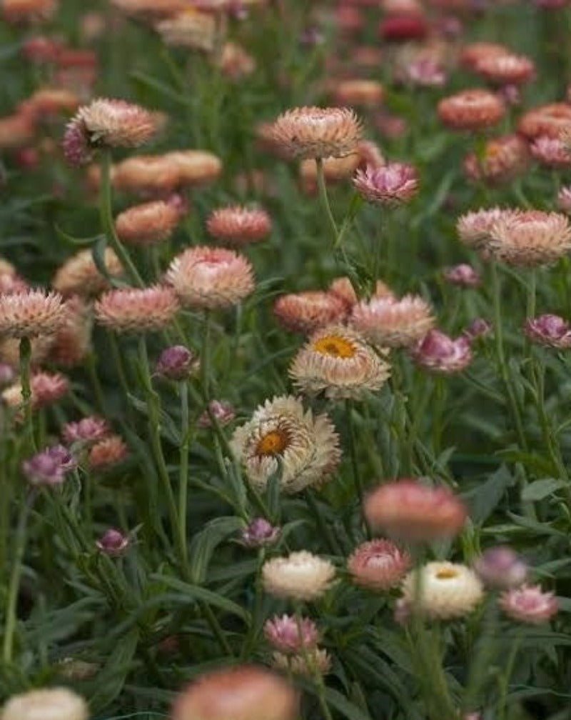 Daisy Everlasting Silver Rose Flower Seeds – Xerochrysum bracteatum - SHOP SEEDS