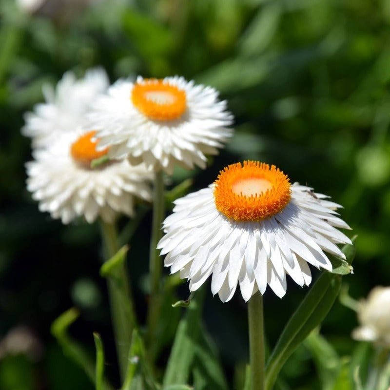 Daisy Everlasting White Flower Seeds – Xerochrysum bracteatum - SHOP SEEDS