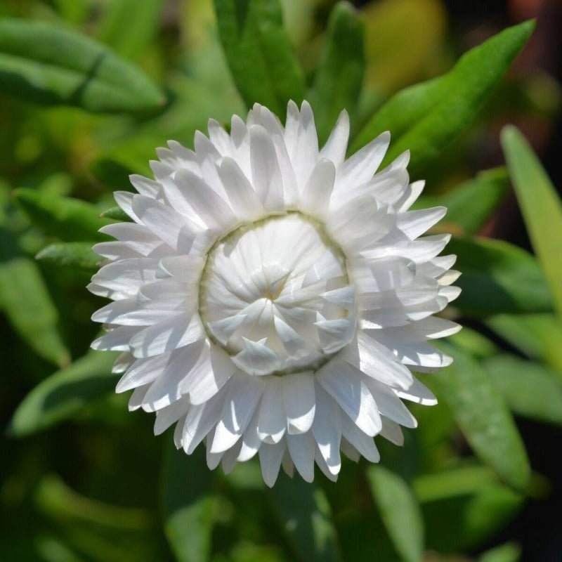 Daisy Everlasting White Flower Seeds – Xerochrysum bracteatum - SHOP SEEDS