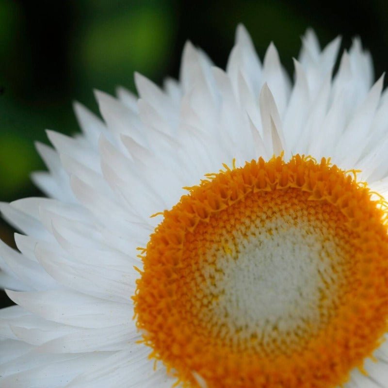 Daisy Everlasting White Flower Seeds – Xerochrysum bracteatum - SHOP SEEDS