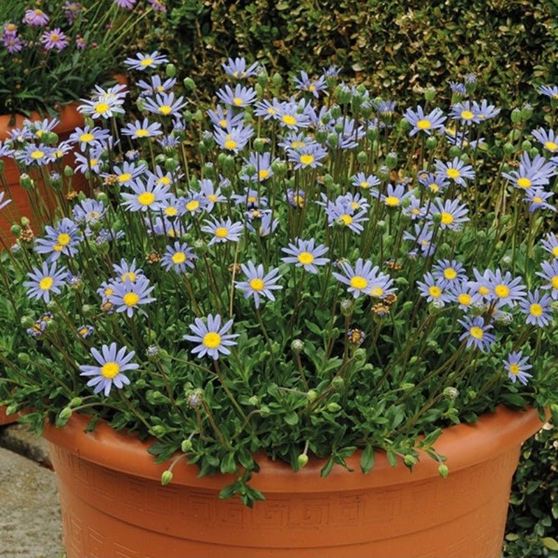 Daisy Swan River Summer Skies Flower Seeds – Brachyscome iberidifolia - SHOP SEEDS