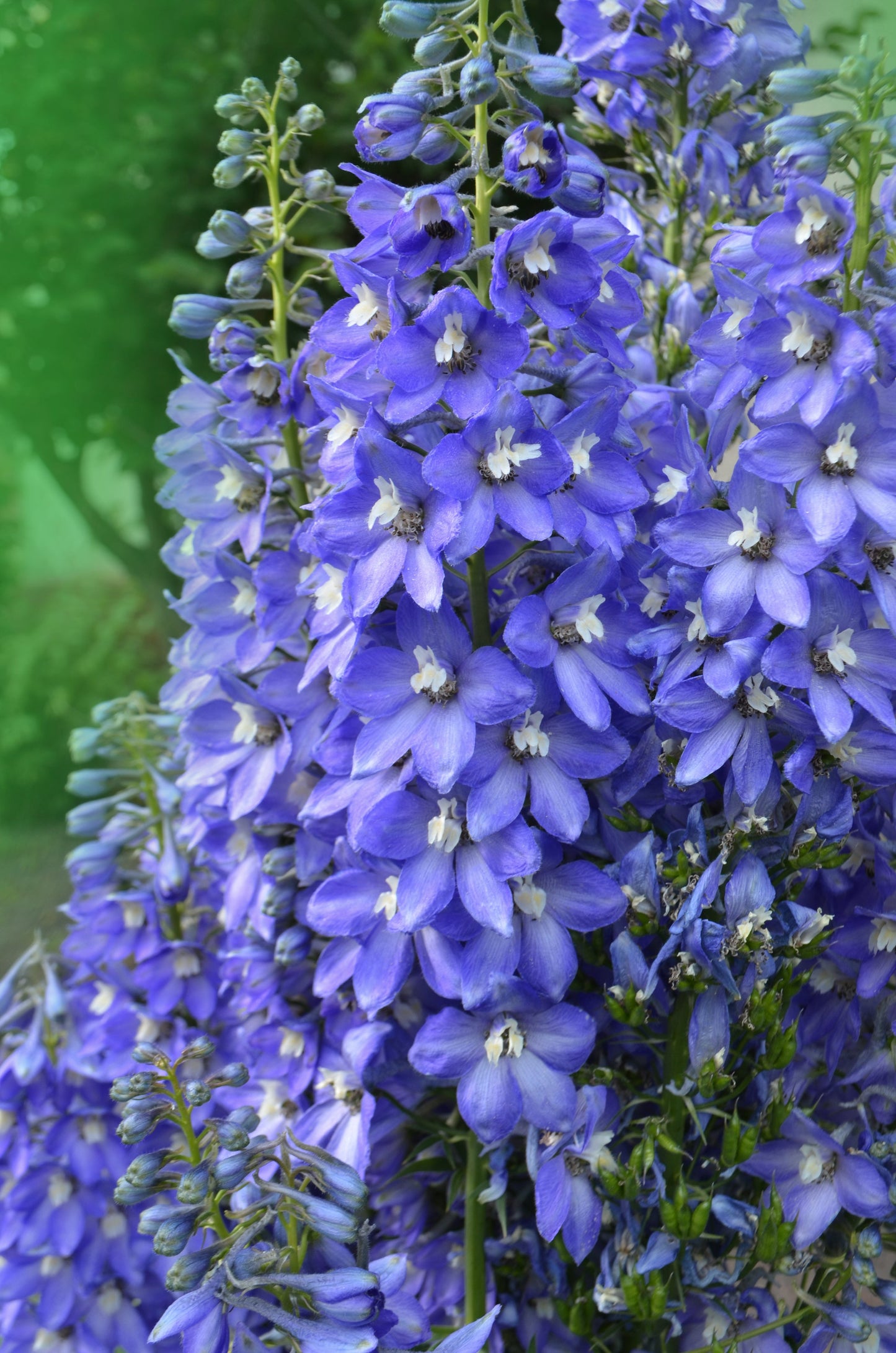 Delphinium Pacific Giants Seeds – Delphinium elatum - SHOP SEEDS
