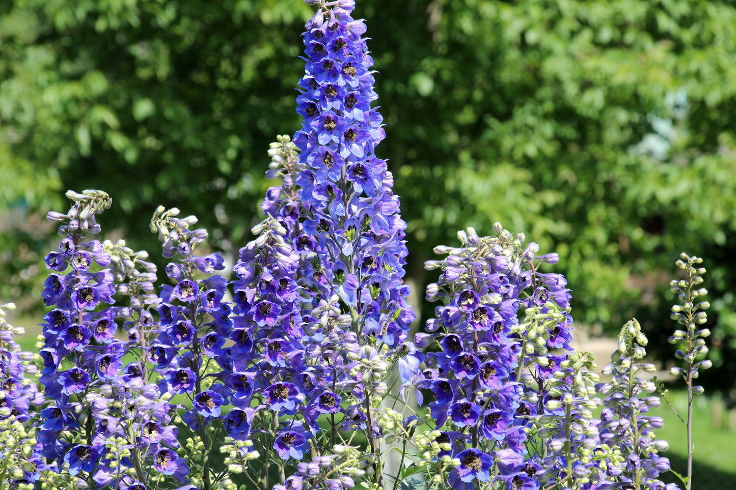 Delphinium Pacific Giants Seeds – Delphinium elatum - SHOP SEEDS