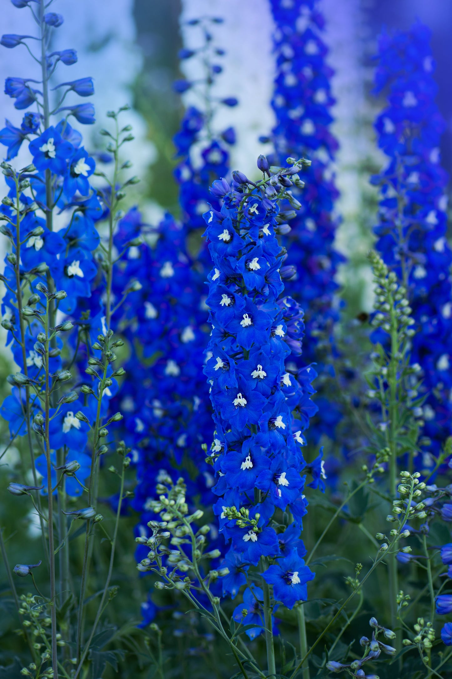 Delphinium Pacific Giants Seeds – Delphinium elatum - SHOP SEEDS