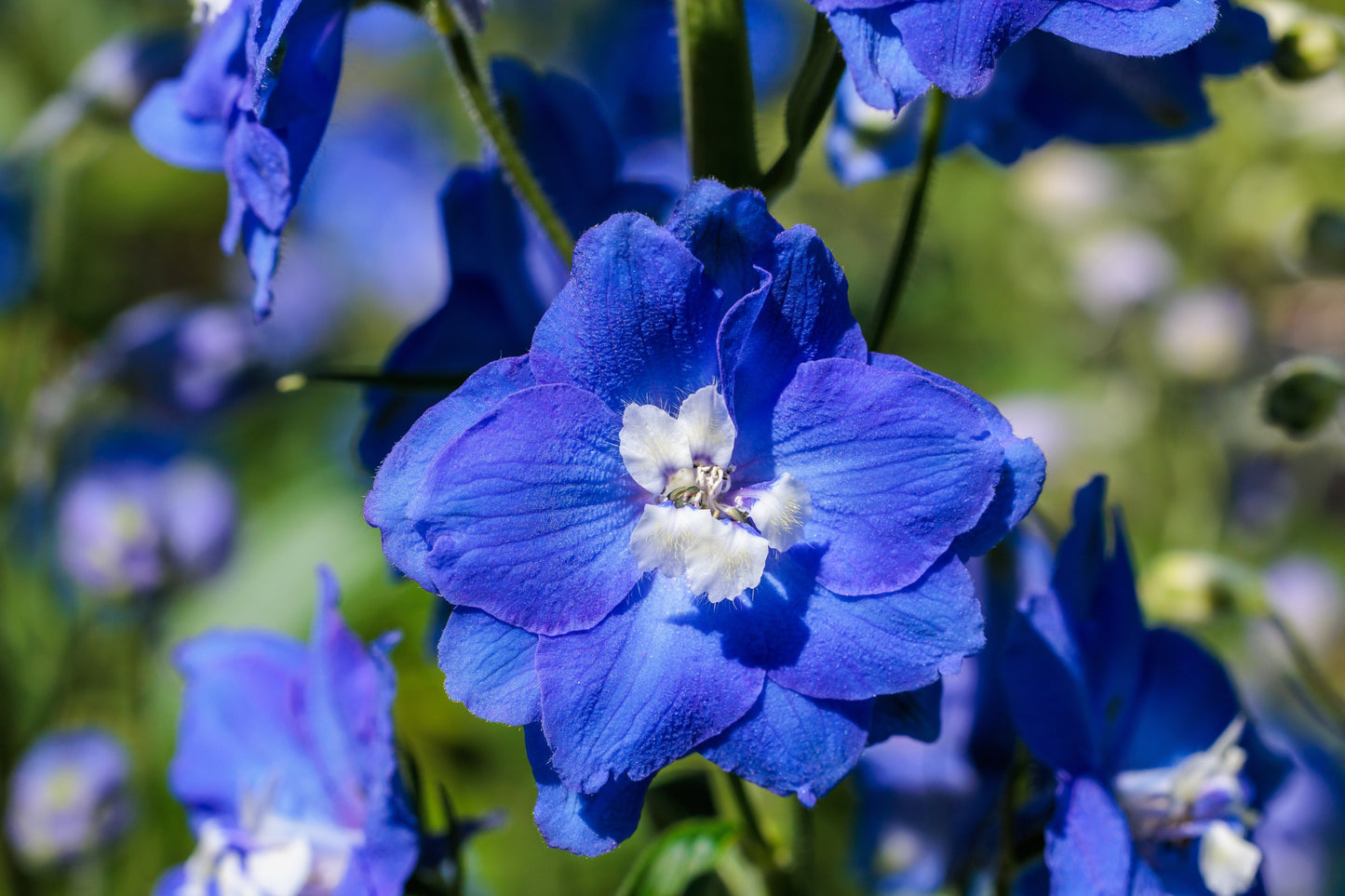 Delphinium Pacific Giants Seeds – Delphinium elatum - SHOP SEEDS