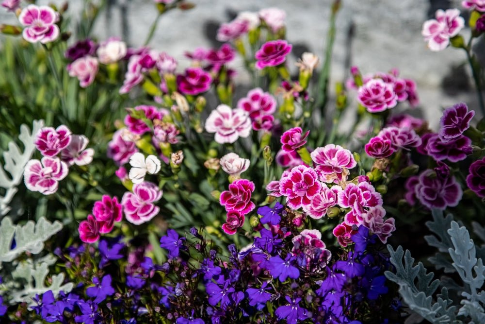 Dianthus Spring Beauty Mixed Seeds – Dianthus barbatus - SHOP SEEDS