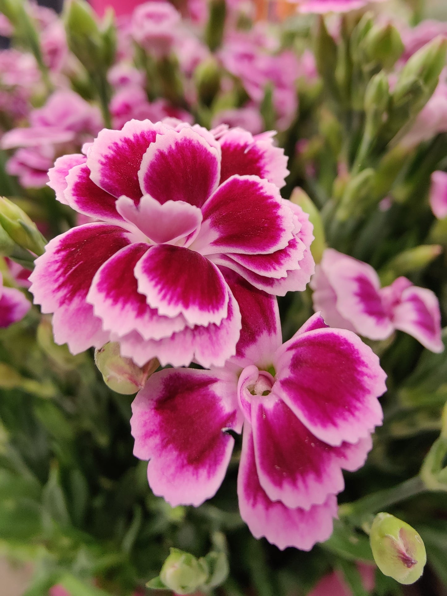 Dianthus Spring Beauty Mixed Seeds – Dianthus barbatus - SHOP SEEDS
