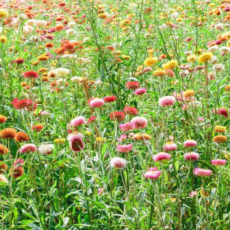 Everlasting Daisy Mixed Flower Seeds – Xerochrysum bracteatum - SHOP SEEDS