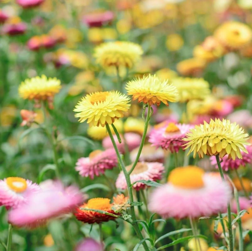 Everlasting Daisy Mixed Flower Seeds – Xerochrysum bracteatum - SHOP SEEDS