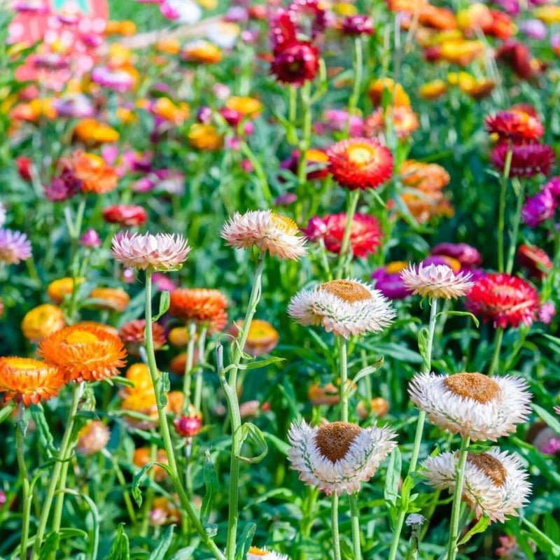 Everlasting Daisy Tom Thumb Mix Seeds – Xerochrysum bracteatum - SHOP SEEDS