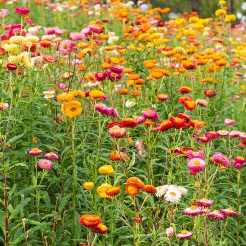 Everlasting Daisy Tom Thumb Mix Seeds – Xerochrysum bracteatum - SHOP SEEDS
