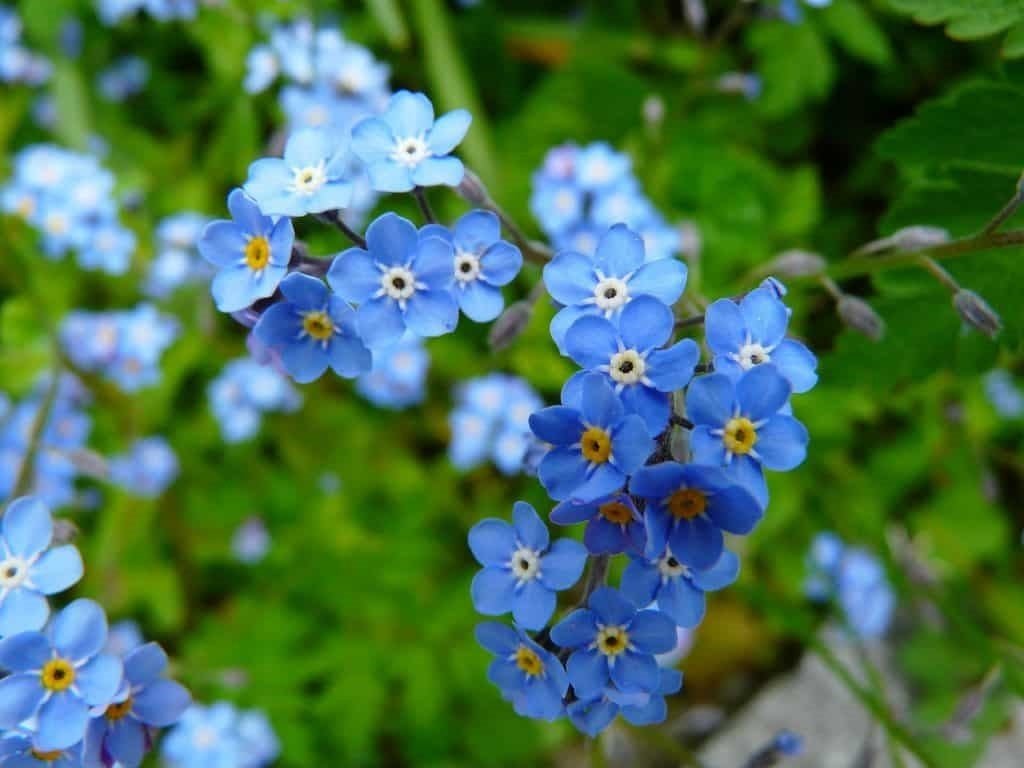 Forget Me Not – Blue Mist Flower Seeds – Myosotis sylvatica - SHOP SEEDS