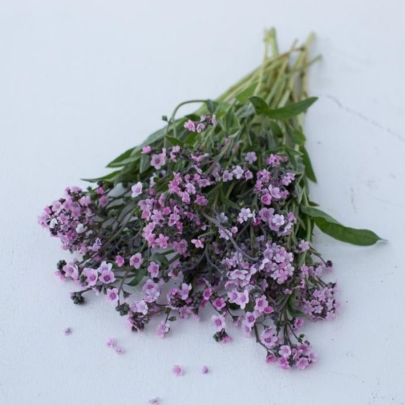 Forget Me Not – Chinese Mystic Pink Flower Seeds – Cynoglossum amabile - SHOP SEEDS
