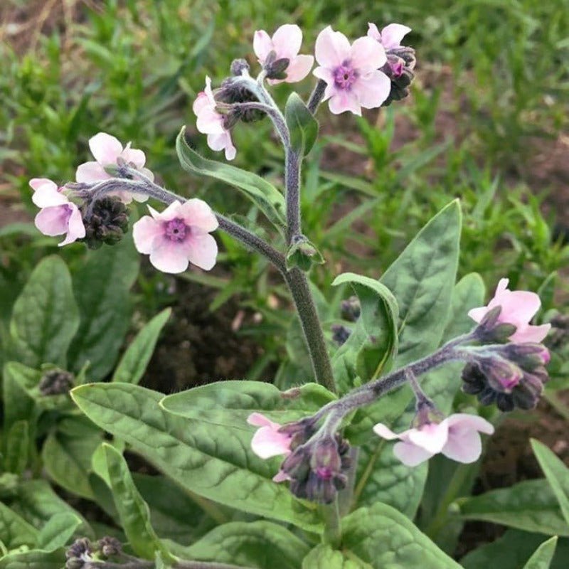 Forget Me Not – Chinese Mystic Pink Flower Seeds – Cynoglossum amabile - SHOP SEEDS