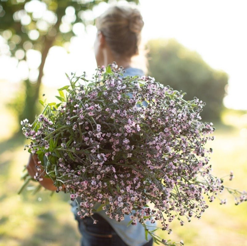 Forget Me Not – Chinese Mystic Pink Flower Seeds – Cynoglossum amabile - SHOP SEEDS