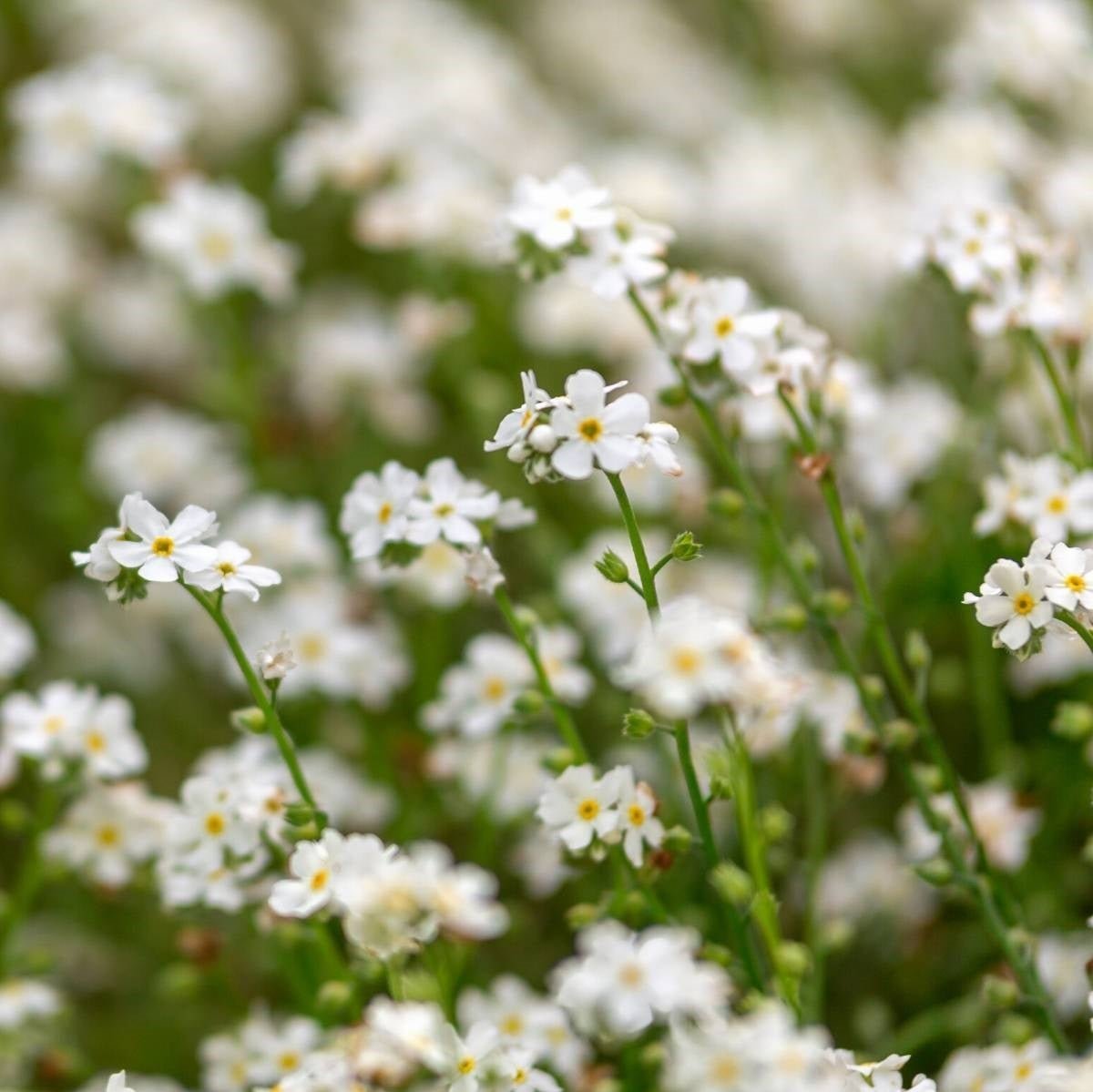 Forget Me Not – White Flower Seeds – Myosotis sylvatica - SHOP SEEDS