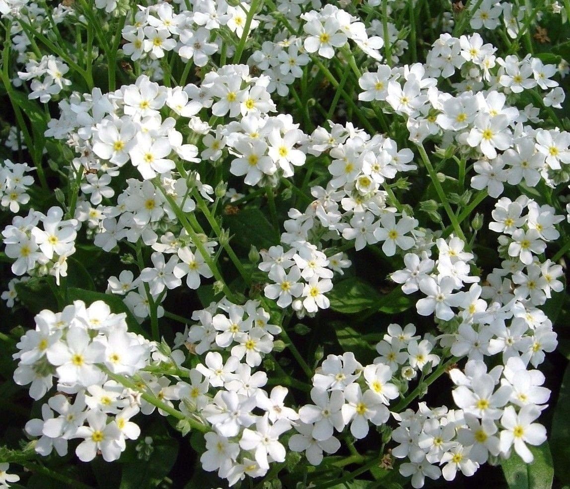 Forget Me Not – White Flower Seeds – Myosotis sylvatica - SHOP SEEDS