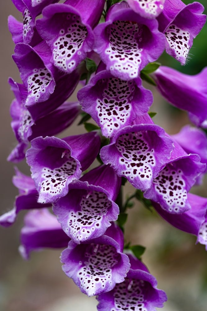 Foxglove Gloxiniaeflora Mix Seeds – Digitalis purpurea - SHOP SEEDS