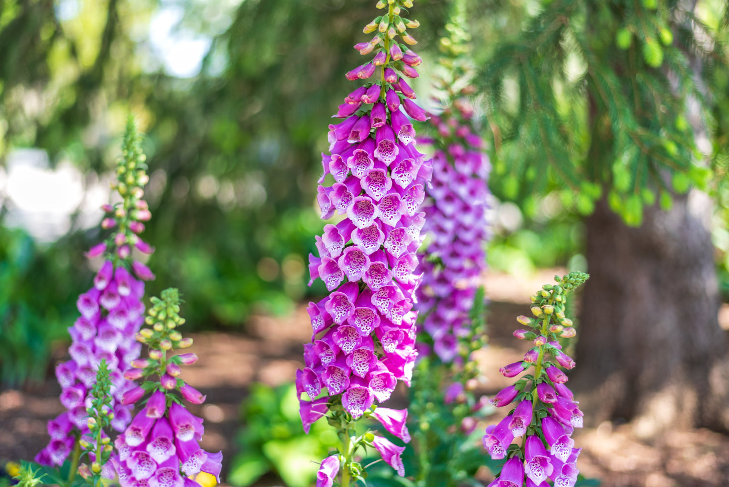 Foxglove Gloxiniaeflora Mix Seeds – Digitalis purpurea - SHOP SEEDS