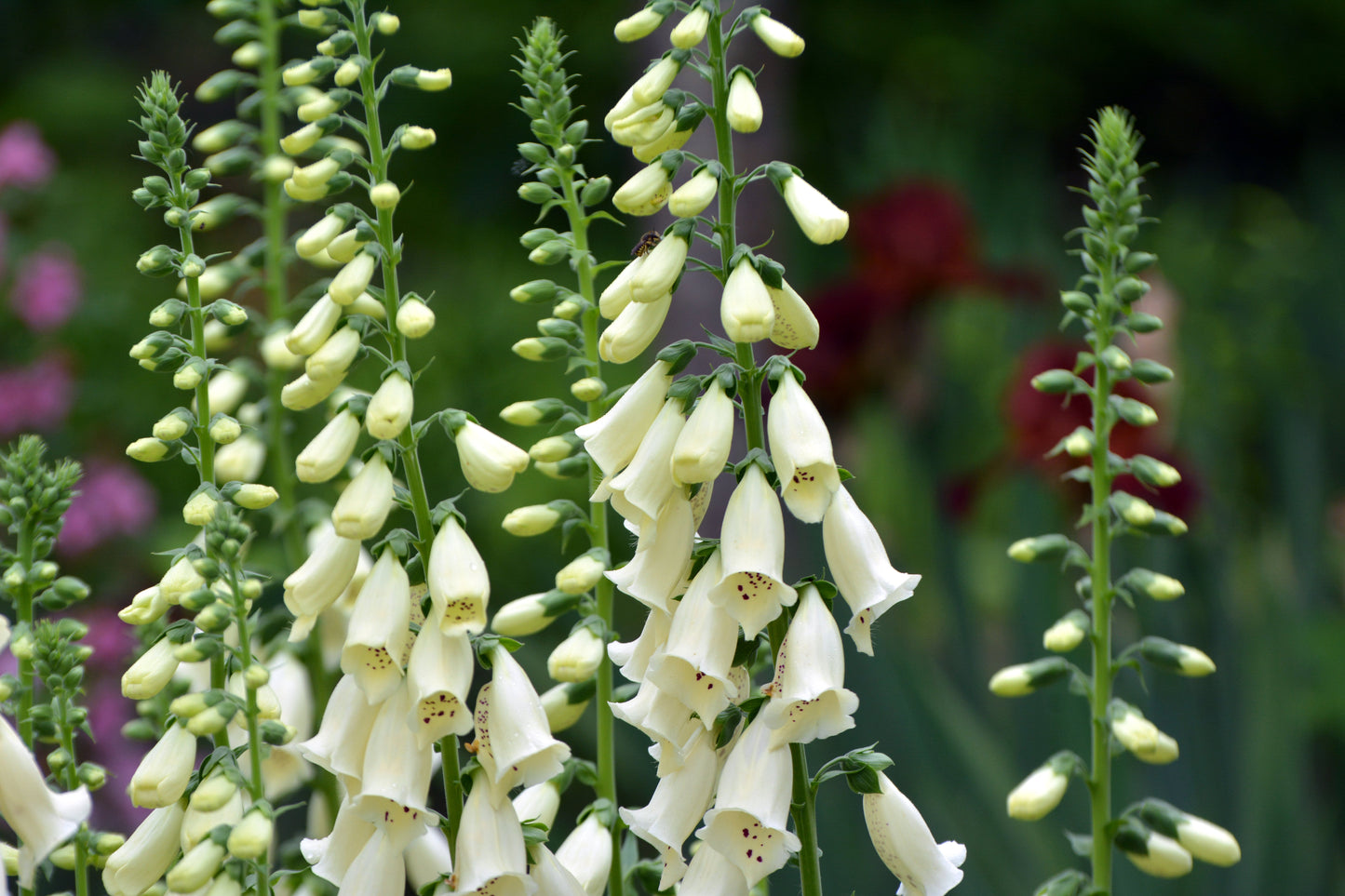 Foxglove Gloxiniaeflora Mix Seeds – Digitalis purpurea - SHOP SEEDS