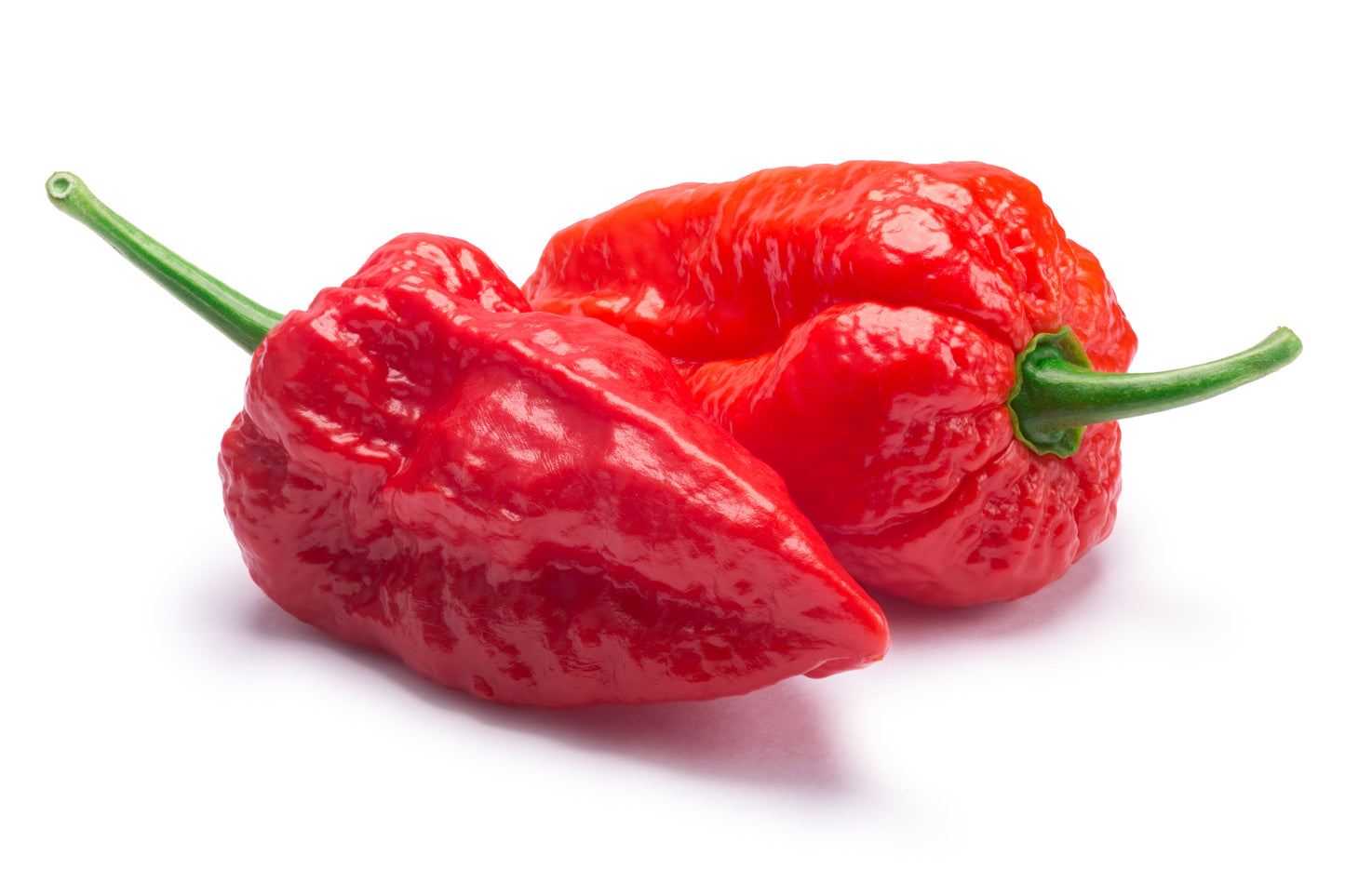 Ghost Pepper Chili Seeds – Capsicum chinense (Bhut Jolokia) - SHOP SEEDS