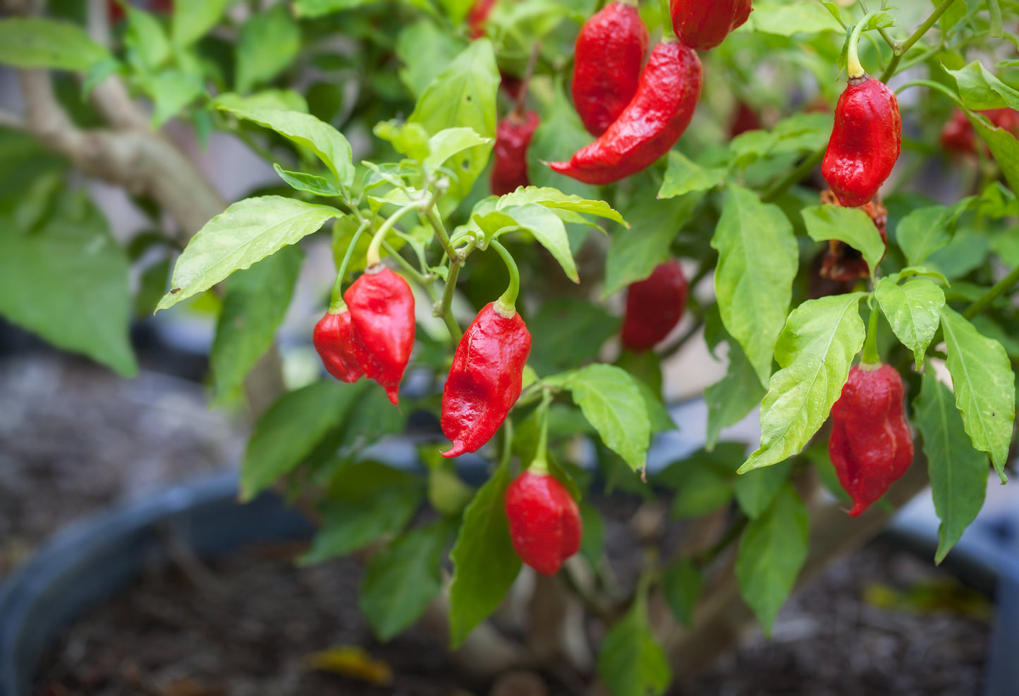 Ghost Pepper Chili Seeds – Capsicum chinense (Bhut Jolokia) - SHOP SEEDS